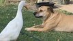 Hilarious video: cheeky duck makes a caramel mutt lose its patience