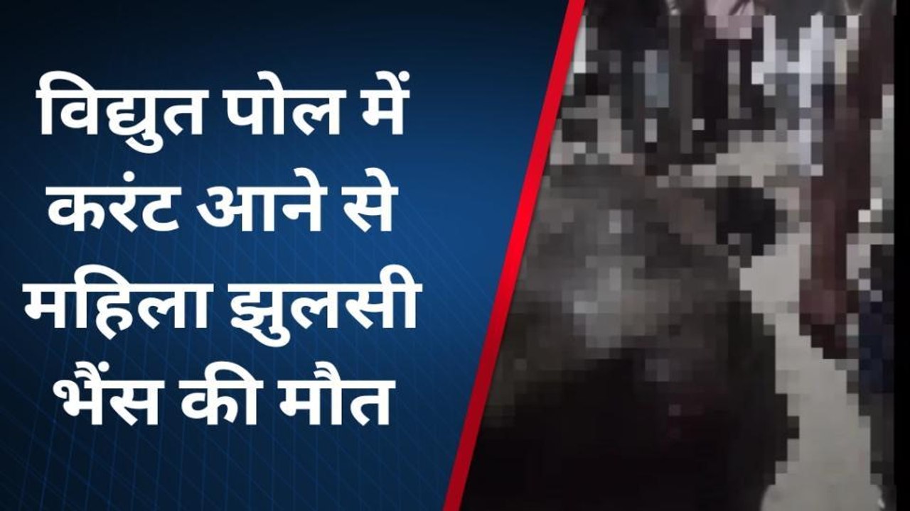 शामली: करंट की चपेट में आकर भैंस की मौत, महिला की हालत गंभीर