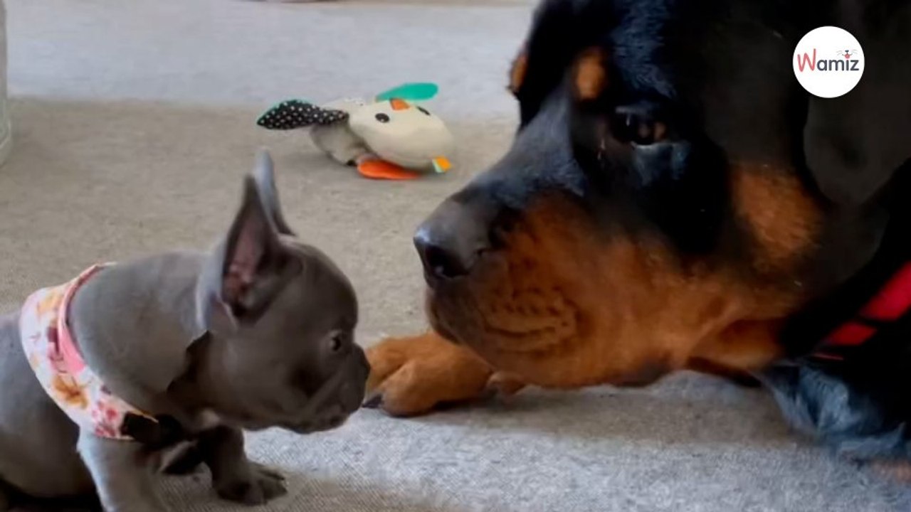Cachorrito ladra a un rottweiler su reacción deja a todos boquiabiertos (Vídeo)
