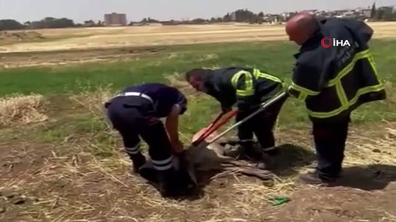 Un chien coincé dans le coffre d'un pneu a été sauvé par les pompiers