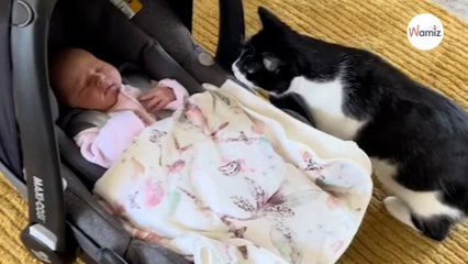 Presenta su bebé a sus gatos, pero las cosa no sale como había planeado (Vídeo)