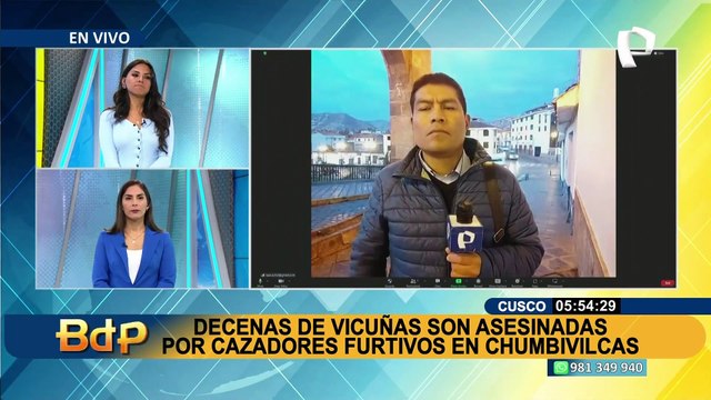 Cusco: Comuneros locales de Chumbivilcas piden justicia por matanza de casi 100 vicuñas