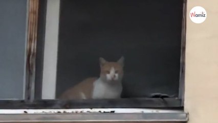Mientras busca a su gato perdido mira hacia la casa del vecino y no puede creer lo que ve (Vídeo)-index