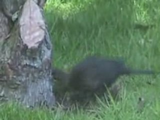 la femelle du merle filmée dans mon jardin  18 03 2008