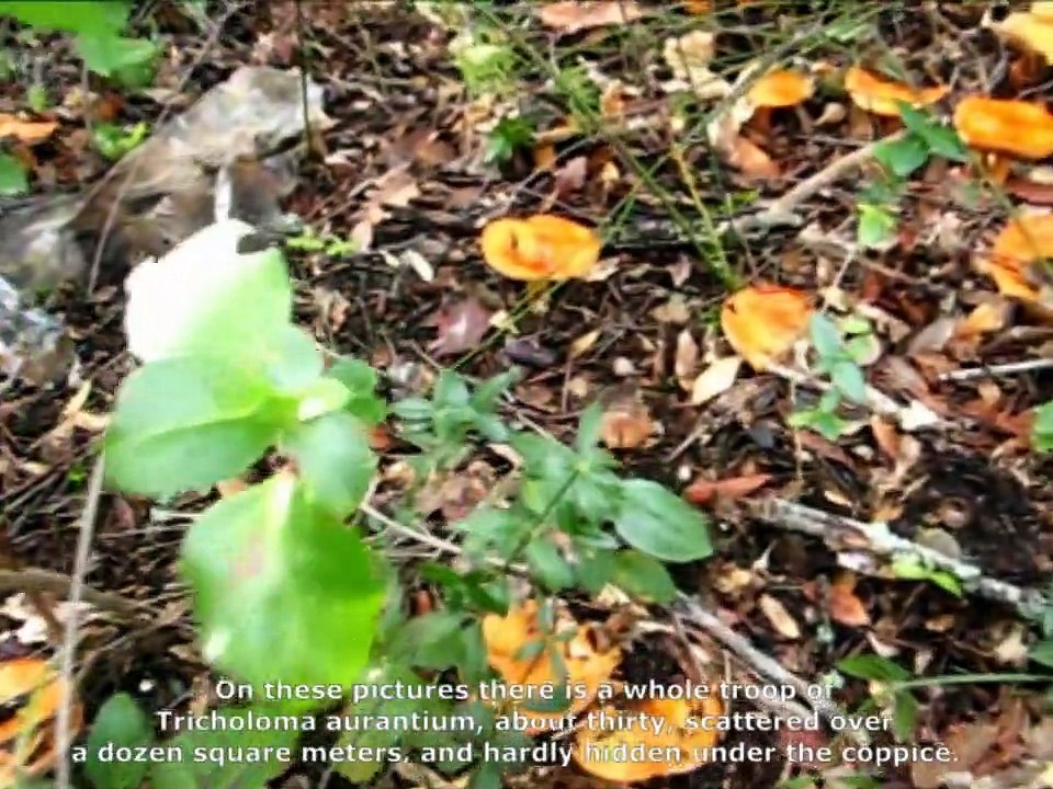 Tricholoma aurantium. Champimaginatis. English Text