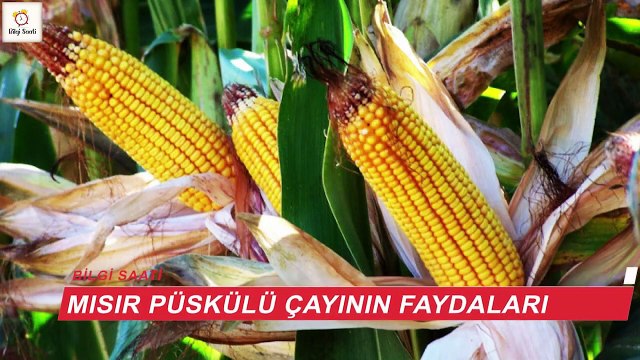 MISIR PÜSKÜLÜ FAYDALARI - Mısır Püskülü Çayı Faydaları ve Zararları