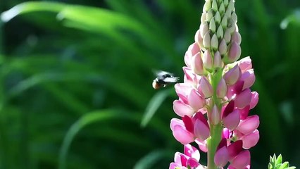 বাংলা চটি | Buddhir Khala _ Anamika Voice _ Swapna Voice _ New Page _ Monalisa Voice