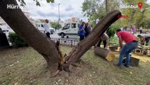 Kadıköy'de şiddetli rüzgar: Ağaç devrildi