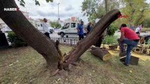 Kuvvetli rüzgar Kadıköy'de ağaç devirdi