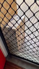 Poorly Placed Package Prevents Door Opening