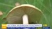 Priest in disbelief after three dead in suspected mushroom poisoning