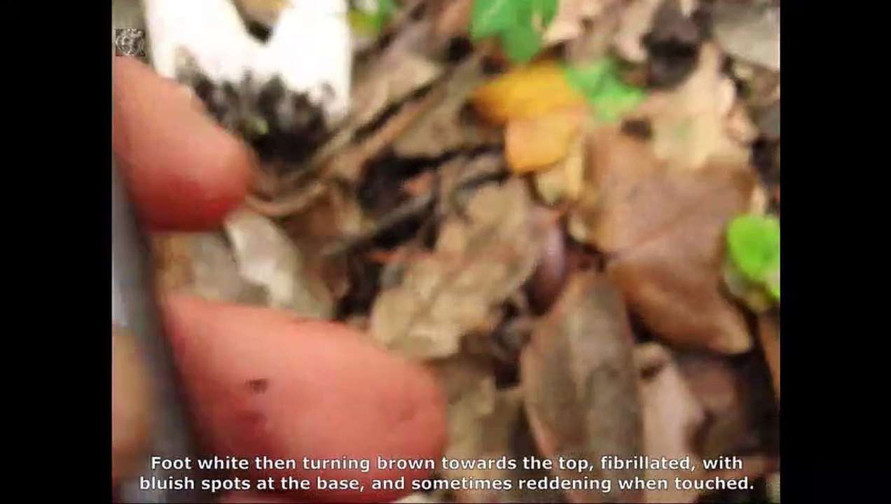 Tricholoma orirubens. Champimaginatis. English Text