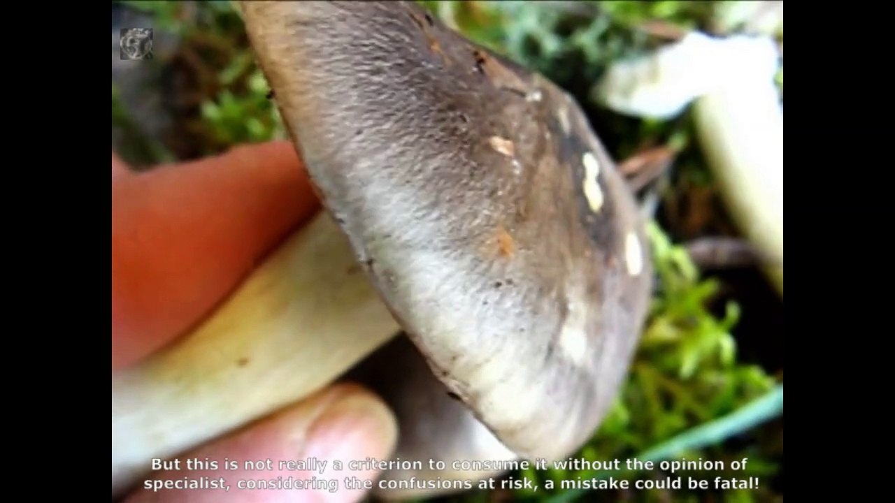 Tricholoma portentosum. Champimaginatis. English Text