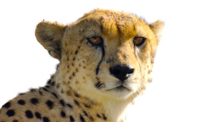 Wild Official Trailer for Netflix's Documentary Predators