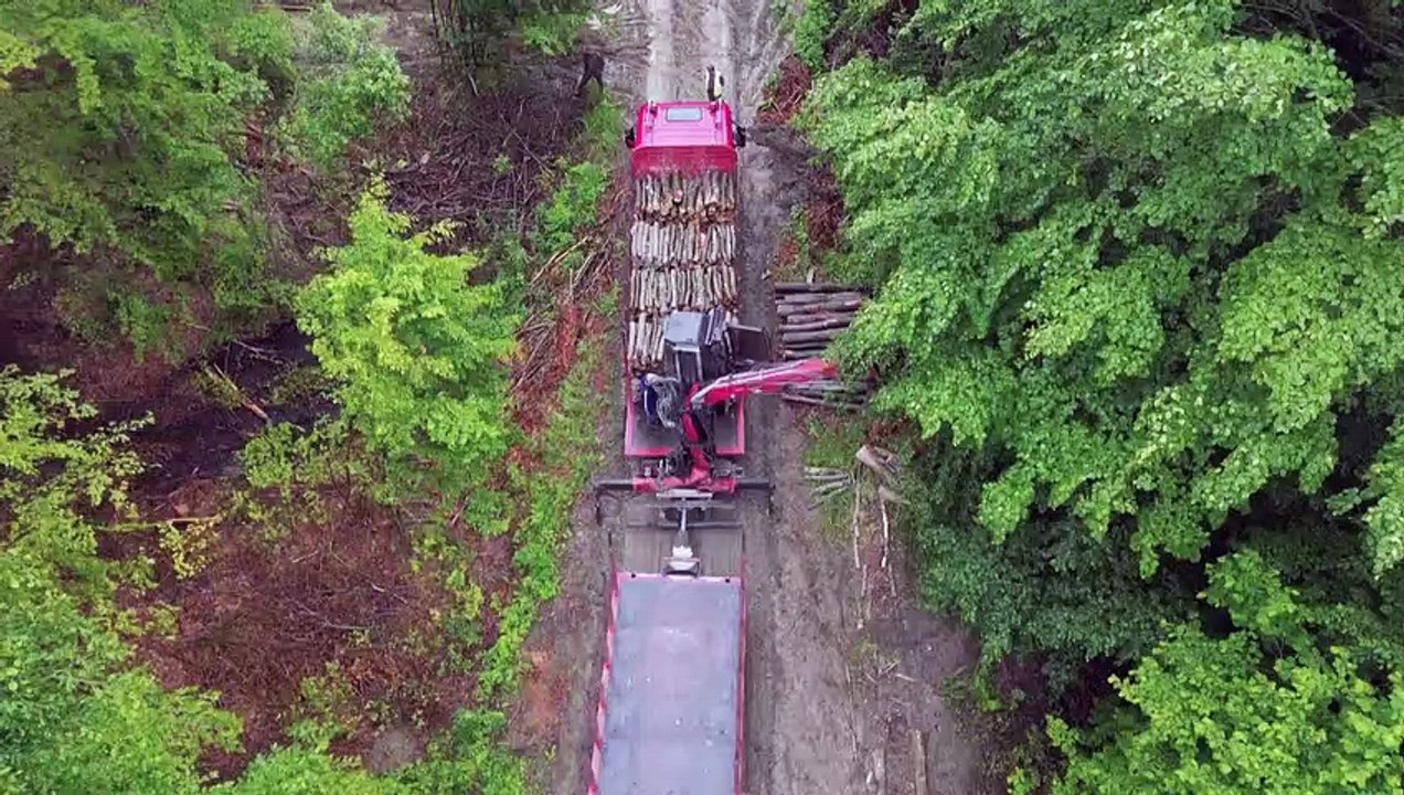 Pologne: les écologistes sonnent l'alarme sur la déforestation des "précieuses" Carpates
