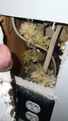 Sauver un bébé raton laveur d'un mur vide