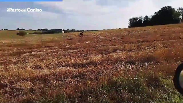 Il video del lupo che trotterella nei campi a Treia (Macerata)