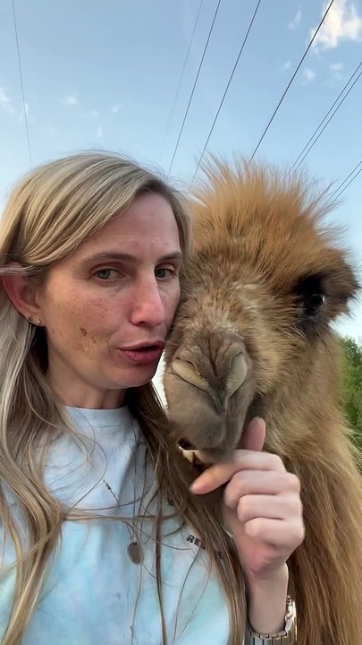 Goofball Baby Camel