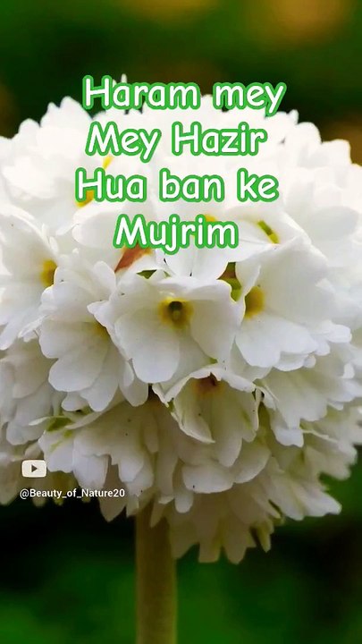 #Beautiful Hamd#Beautiful Nature#Beautiful World#Shorts#Shorts with lyrics#Youtube# (1)