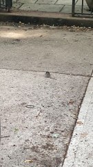 This Mouse Knows When Its Time to Roll Out