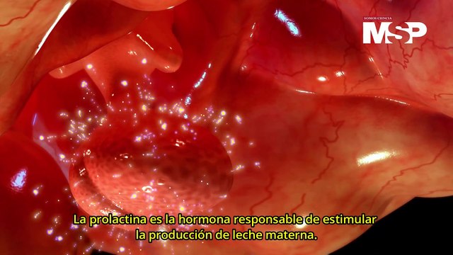 Lactancia materna: ¿Cómo funciona la leche materna?