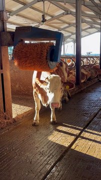 La vache profite du temps avec la brosse pour bovins