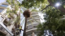 El Ayuntamiento de Barcelona revisará más de 900 palmeras después de la muerte de una joven