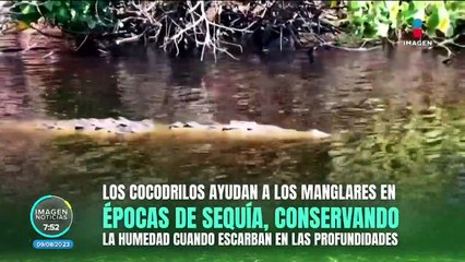 Cocodrilos y su asociacian con el funcionamiento de los ecosistemas