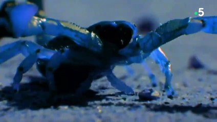 Voilà ce qu'un scorpion doit faire pour coucher - ZAPPING SAUVAGE