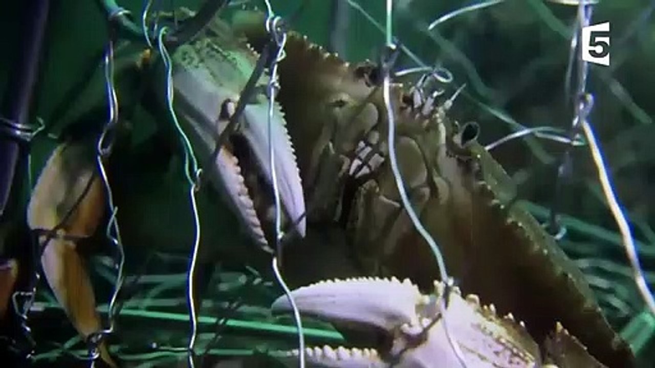 Une pieuvre super-intelligente vole un crabe à un pêcheur - ZAPPING SAUVAGE