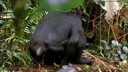 Une gorille sauve la vie d'un enfant - ZAPPING SAUVAGE 7