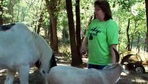 Une chèvre sert de guide à un cheval aveugle - ZAPPING SAUVAGE