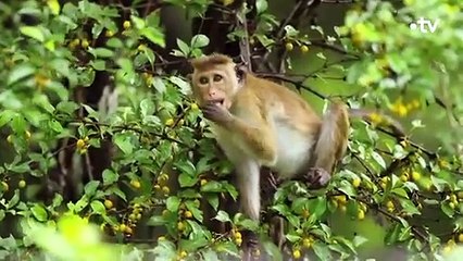 Une cité fantôme habitée par des macaques - ZAPPING SAUVAGE