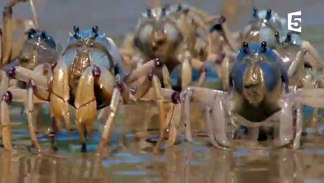 Une armée de crabes envahit une plage - ZAPPING SAUVAGE