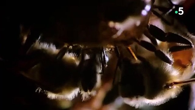 Une abeille tue sa sœur et s'empare du trône - ZAPPING SAUVAGE