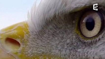 Un pygargue attaque 1 million d'oies - ZAPPING SAUVAGE