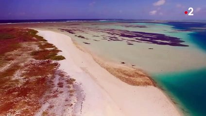 Un poisson gobe un oiseau en plein vol - ZAPPING SAUVAGE