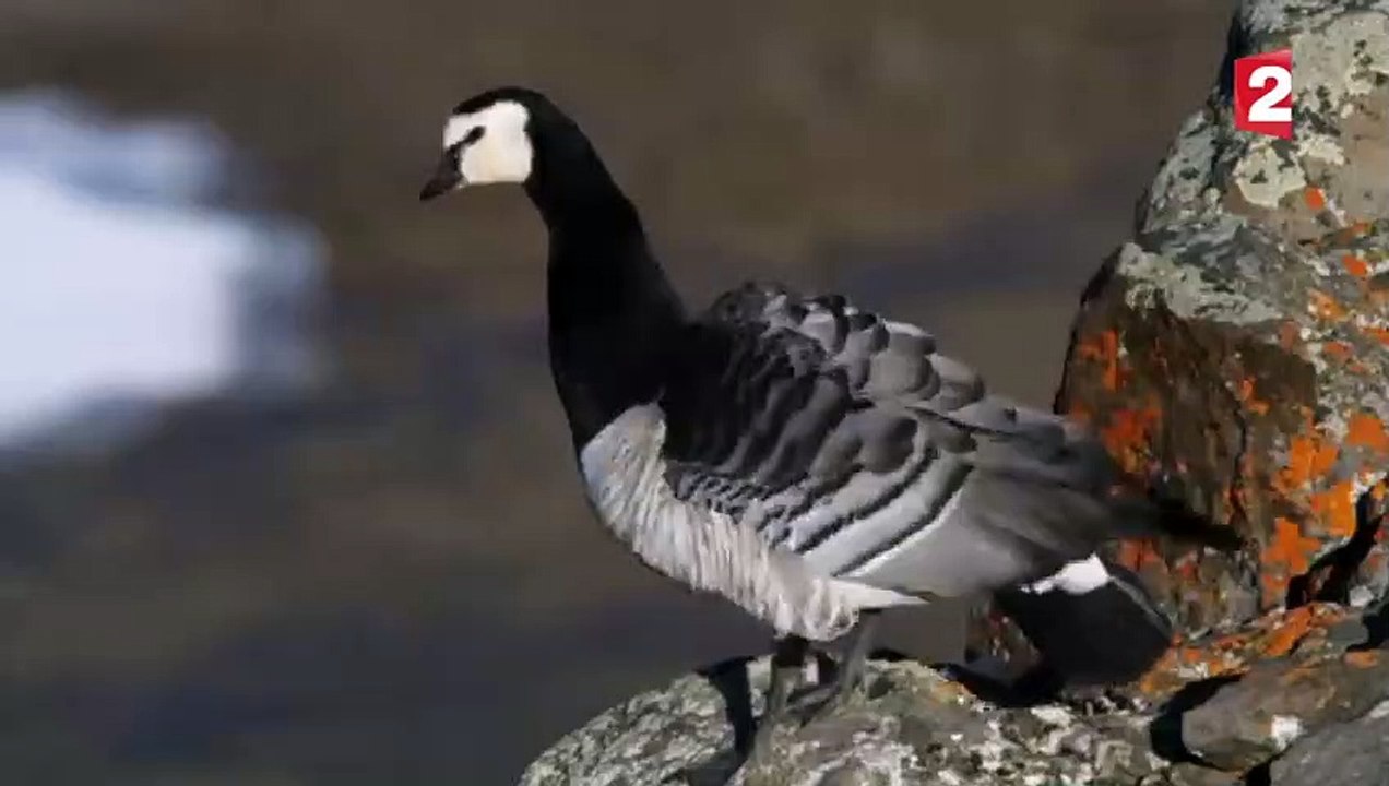 Un poussin saute d'une falaise volontairement ! - ZAPPING SAUVAGE