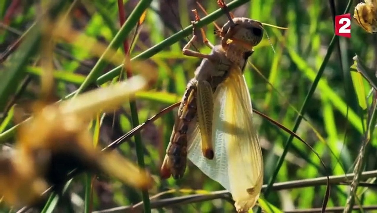 Un milliard de sauterelles dévaste Madagascar - ZAPPING SAUVAGE