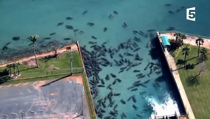 Un lamantin sauvé par une centrale à charbon - ZAPPING SAUVAGE