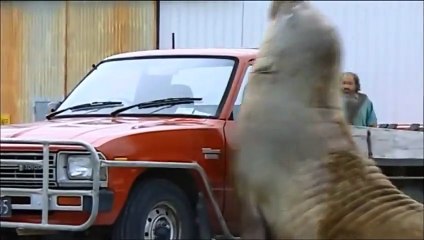 Un éléphant de mer attaque une voiture ! - ZAPPING SAUVAGE 6