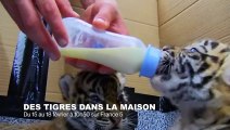 Un bébé tigre pour animal de compagnie - ZAPPING SAUVAGE 57