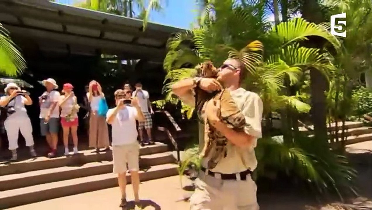 Un bébé tigre nage pour la 1ère fois - ZAPPING SAUVAGE