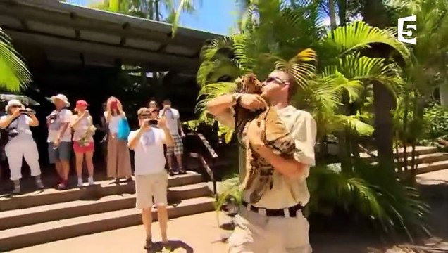 Un bébé tigre nage pour la 1ère fois - ZAPPING SAUVAGE