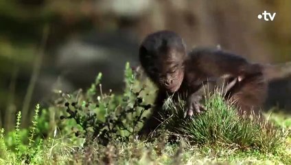 Un bébé gélada en grand danger de mort - ZAPPING SAUVAGE