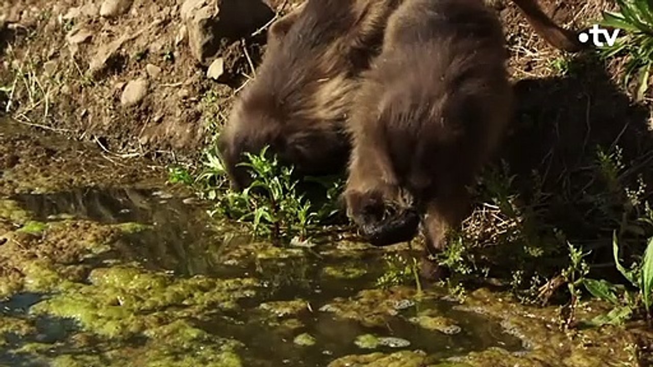 Un bébé gélada en grand danger de mort - ZAPPING SAUVAGE