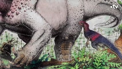 Téma la taille du dinosaure ! - ZAPPING SAUVAGE