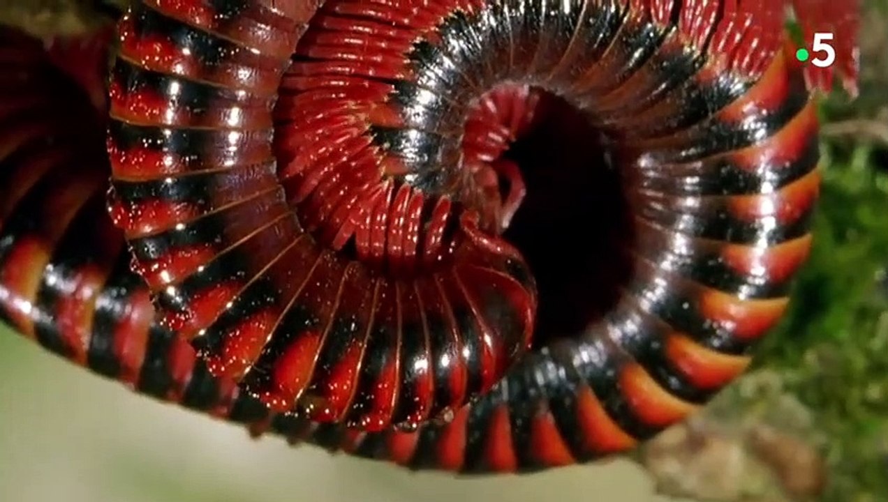 Sexe  les mille-pattes on fire - ZAPPING SAUVAGE