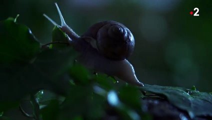 Sexe  les escargots l'aiment long et mou - ZAPPING SAUVAGE