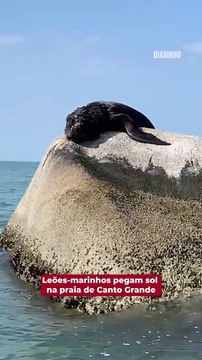 Leões-marinhos pegam sol na praia de Canto Grande